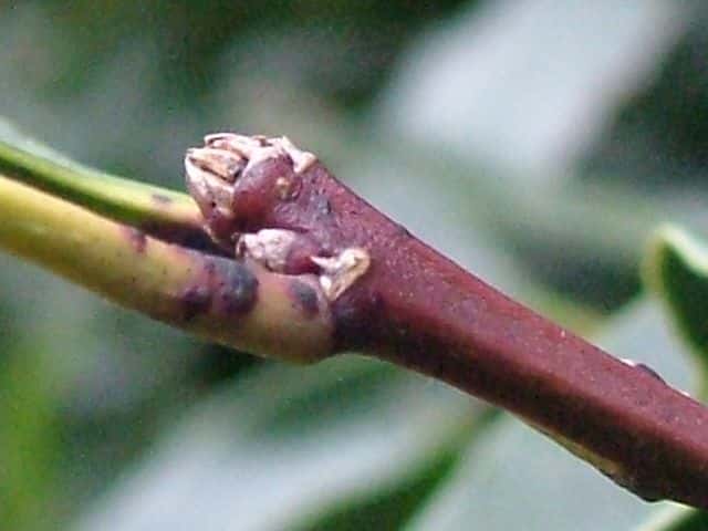 �N���K�l���`