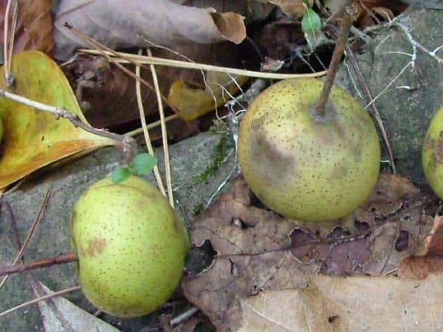 �I�I�E���W���m�L