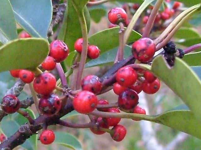 クロガネモチ果実