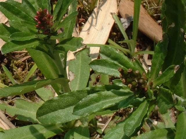 ウラジロチチコグサ