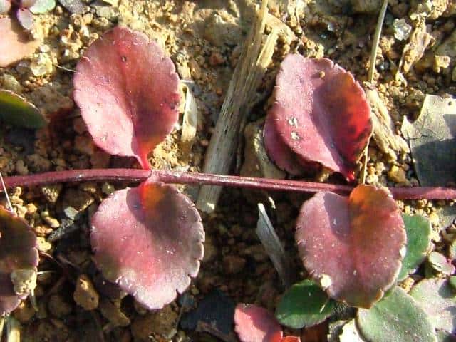 �A���m�g�E�O�T