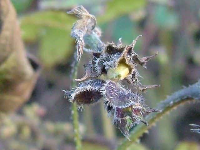 �J�i���O��