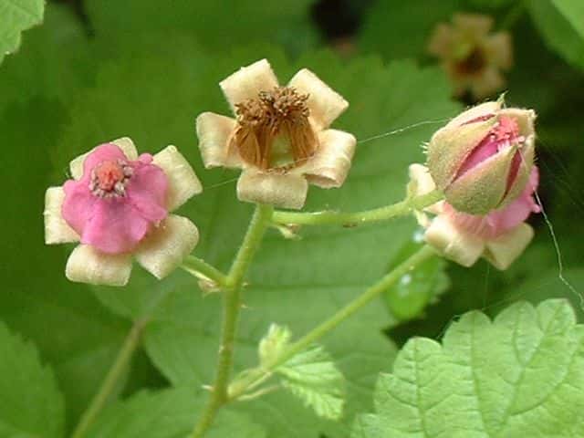 ナワシロイチゴ