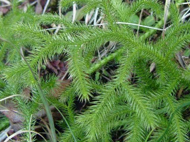 ヒカゲノカズラ