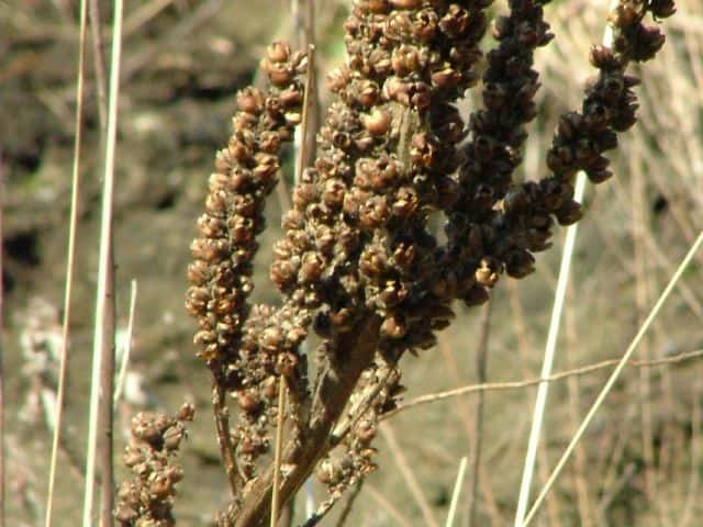 �r���[�h���E�Y�C�J