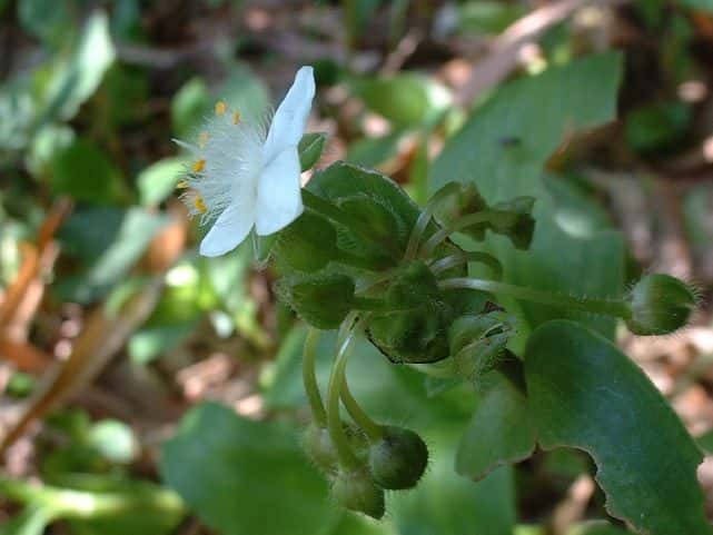 オオトキワツユクサ
