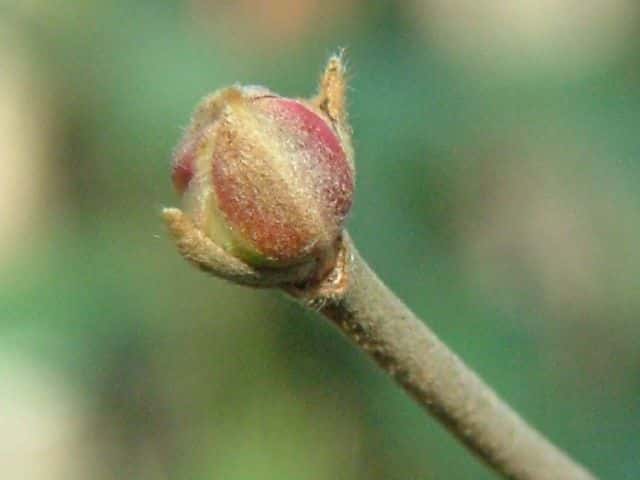 コバノガマズミ