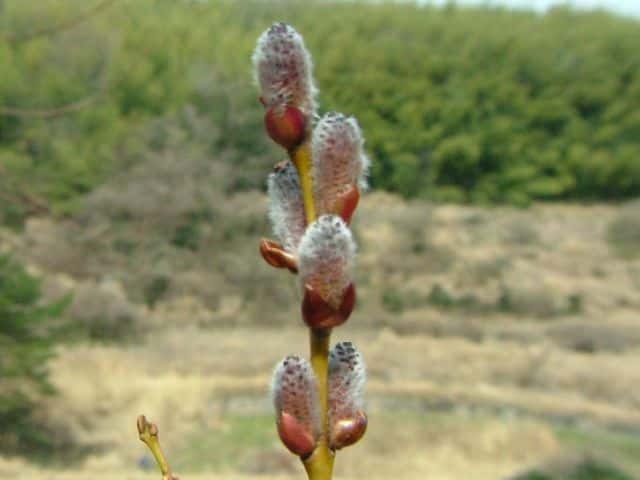 �C�k�R�����i�M