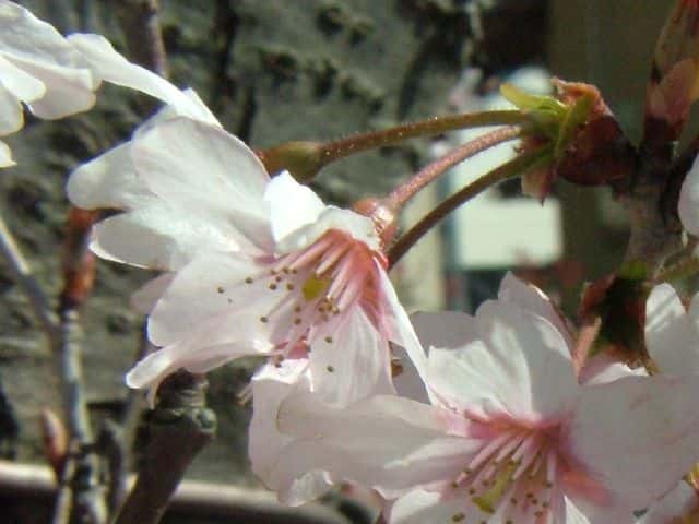 ケイオウザクラ