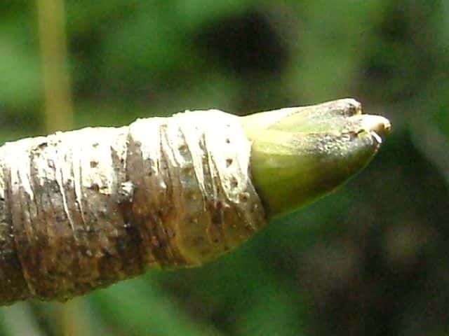 �R�V�A�u��