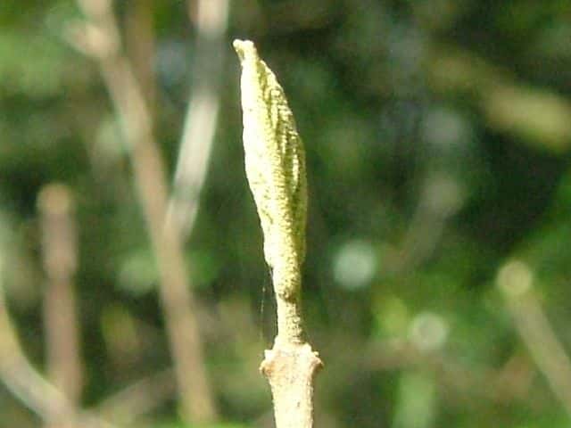 �����T�L�V�L�u