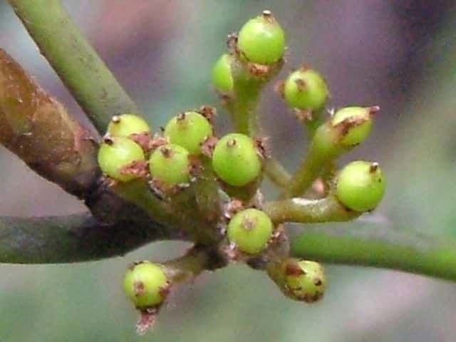 �V���_��