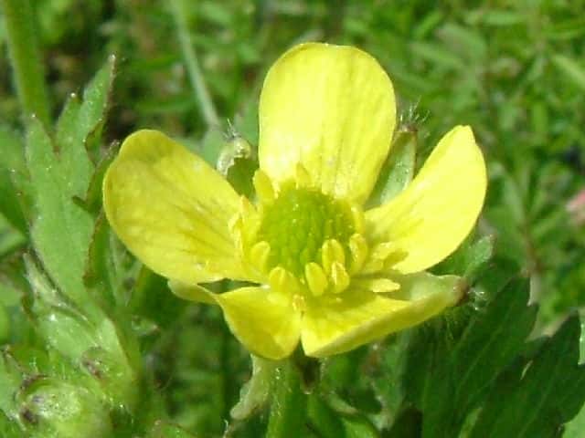 ケキツネノボタン