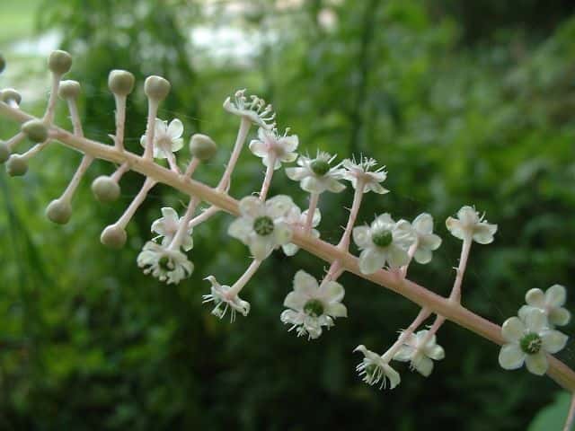 ヨウシュヤマゴボウ