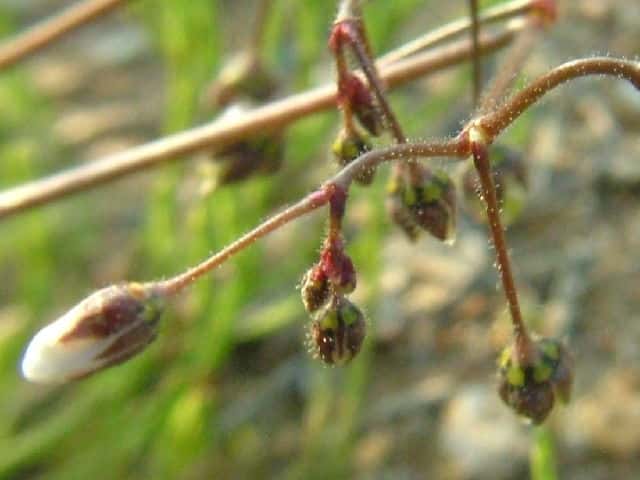 ノハラツメクサ