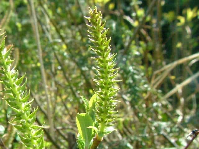 �T�C�R�N�L�c�l���i�M