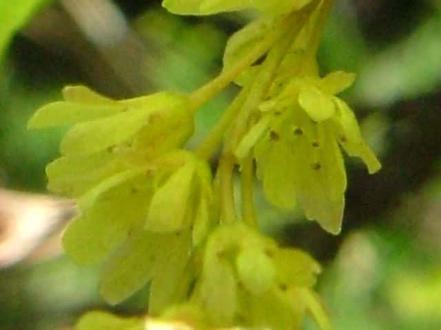 �E���J�G�f