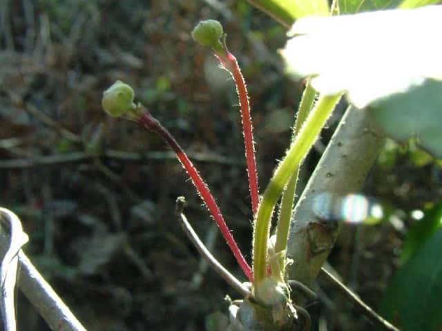 �P�n���V���E�d��