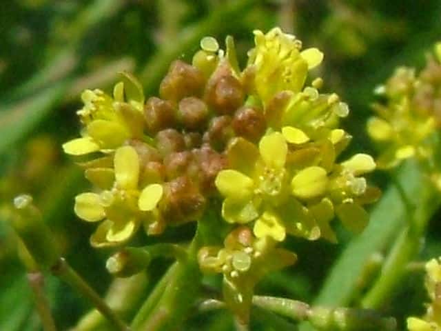 �X�J�V�^�S�{�E