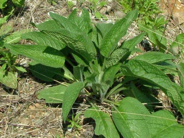 �R���t���[