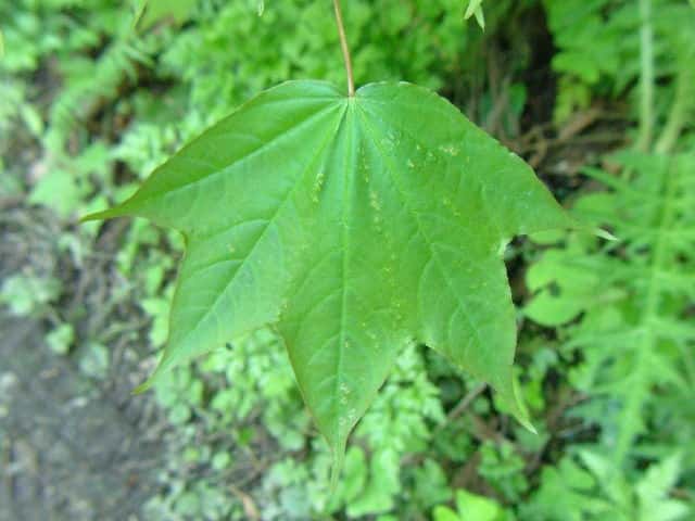 �I�j�C�^��