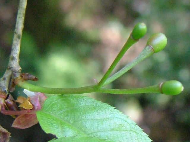 ���}�U�N��