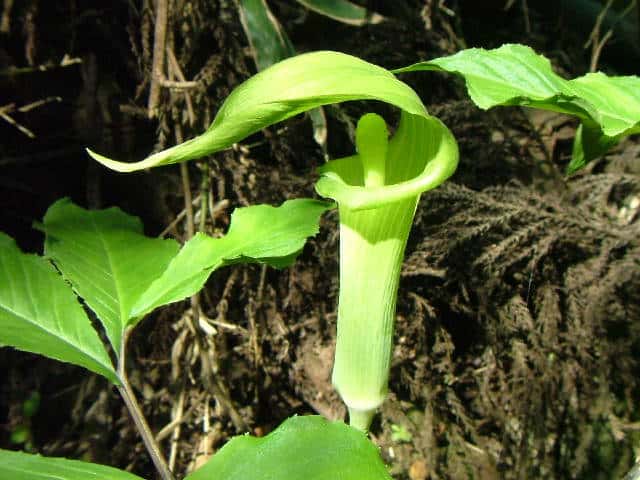 �}���V�O�T