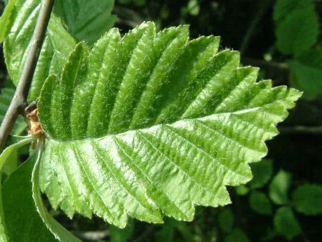 �E���W���m�L