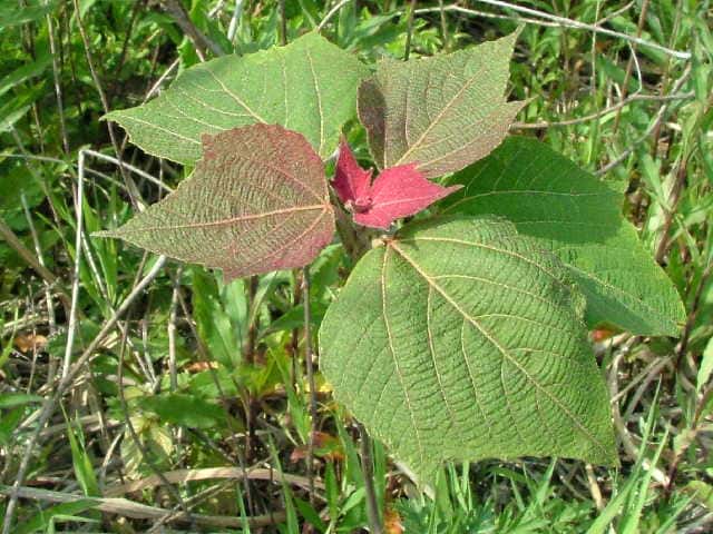 �A�J���K�V��