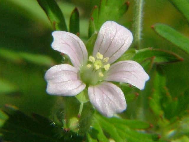 �A�����J�t�E��