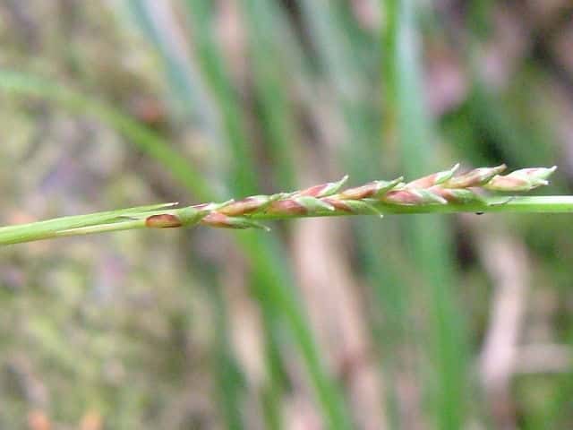 ミヤマカンスゲ