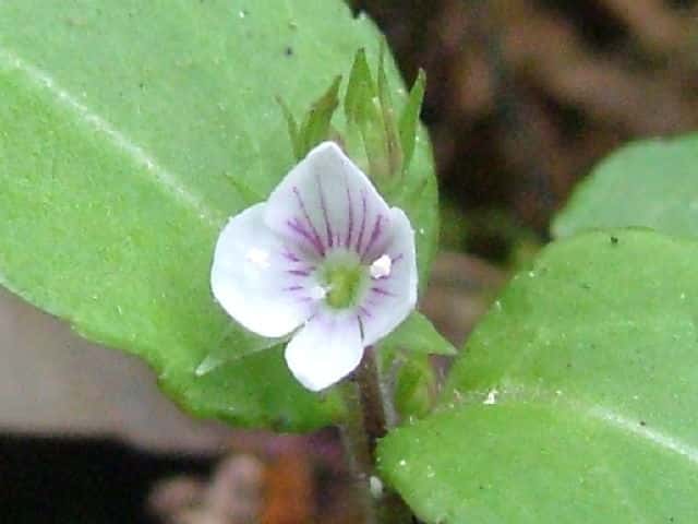 �T���C���N���K�^