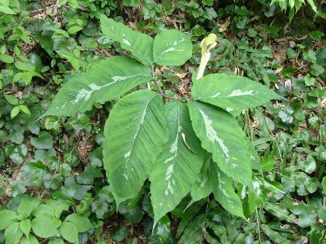 �}���V�O�T