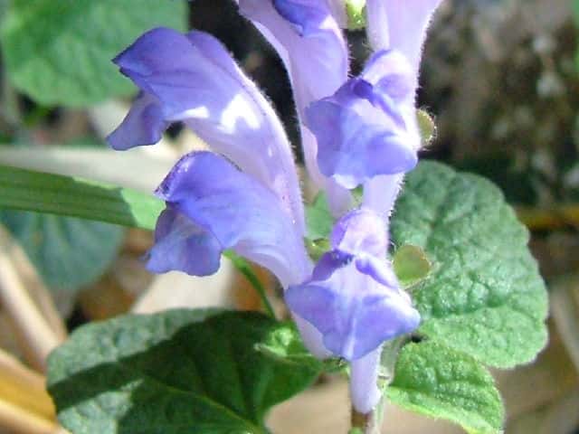 �z�N���N�^�c�i�~�\�E