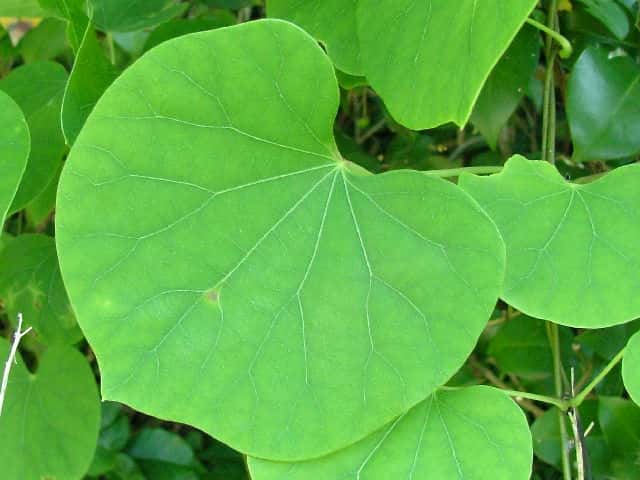 �c�d���t�W