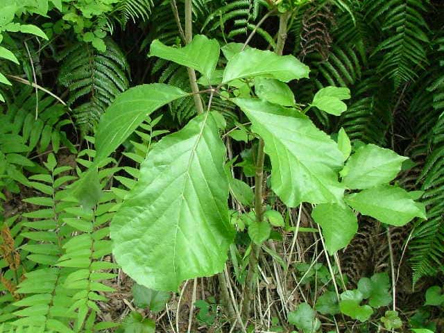 �R�V�A�u��