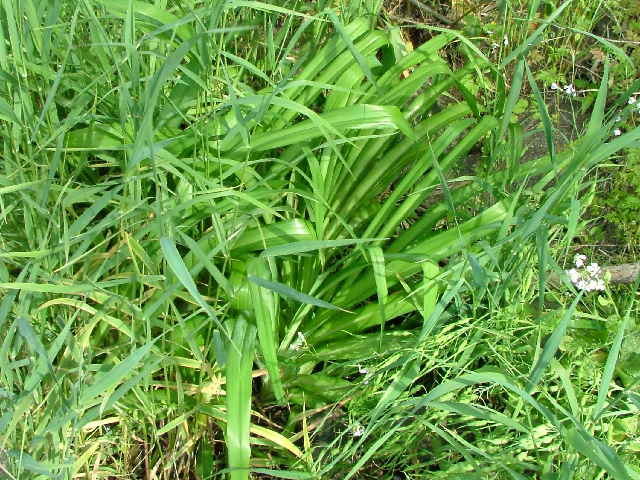 ���u�J���]�E