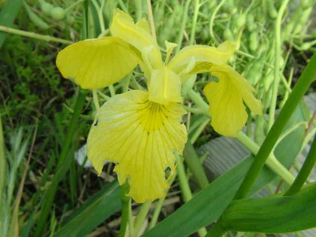 �L�V���E�u