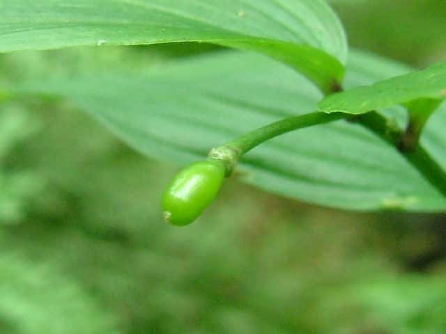 �z�E�`���N�\�E