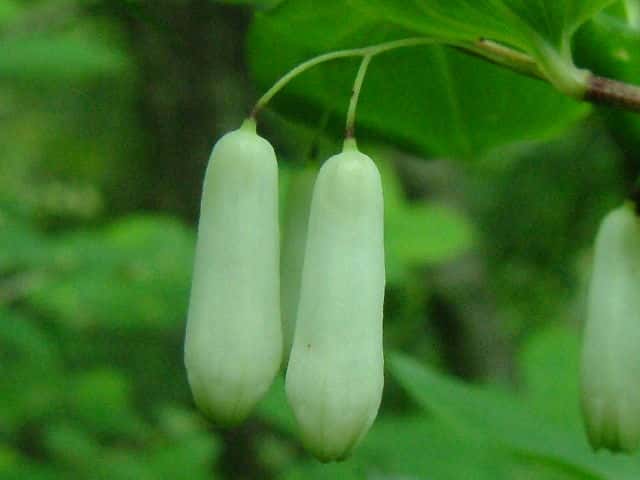 ミヤマナルコユリ