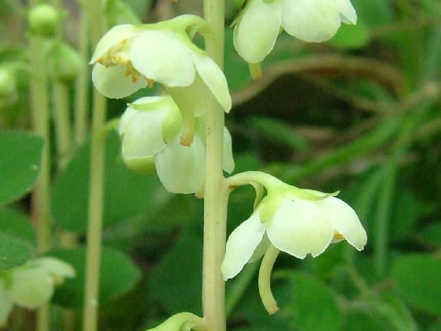 �C�`���N�\�E