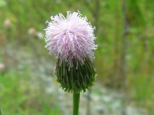 �L�c�l�A�U�~