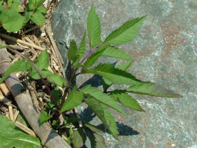 �A�����J�Z���_���O�T