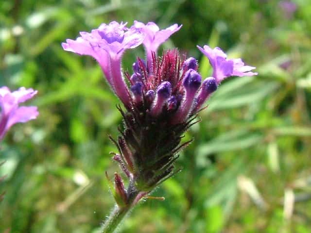 �V���b�R���o�[�x�i