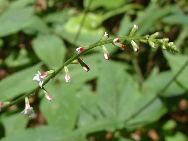 ナガバハエドクソウ