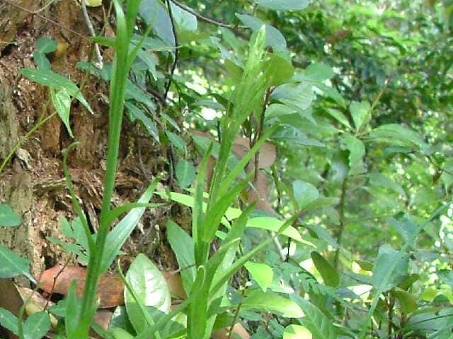 �I�I�o�m�g���{�\�E