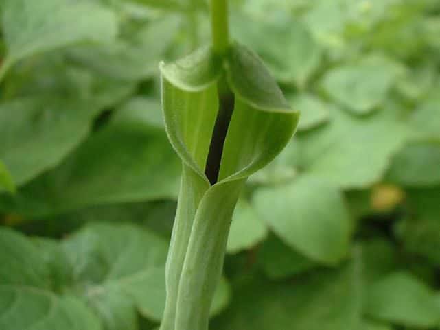 カラスビシャク