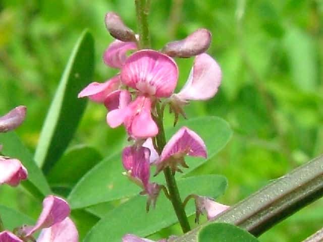 �g�E�R�}�c�i�M