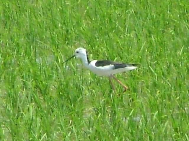 �Z�C�^�J�V�M