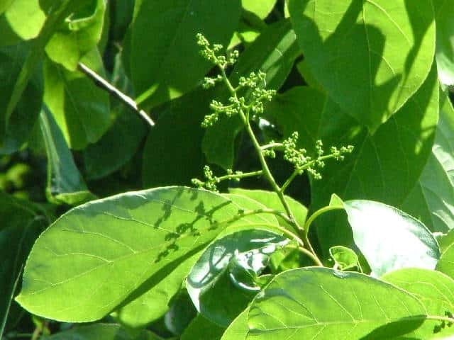 �`�V���m�L